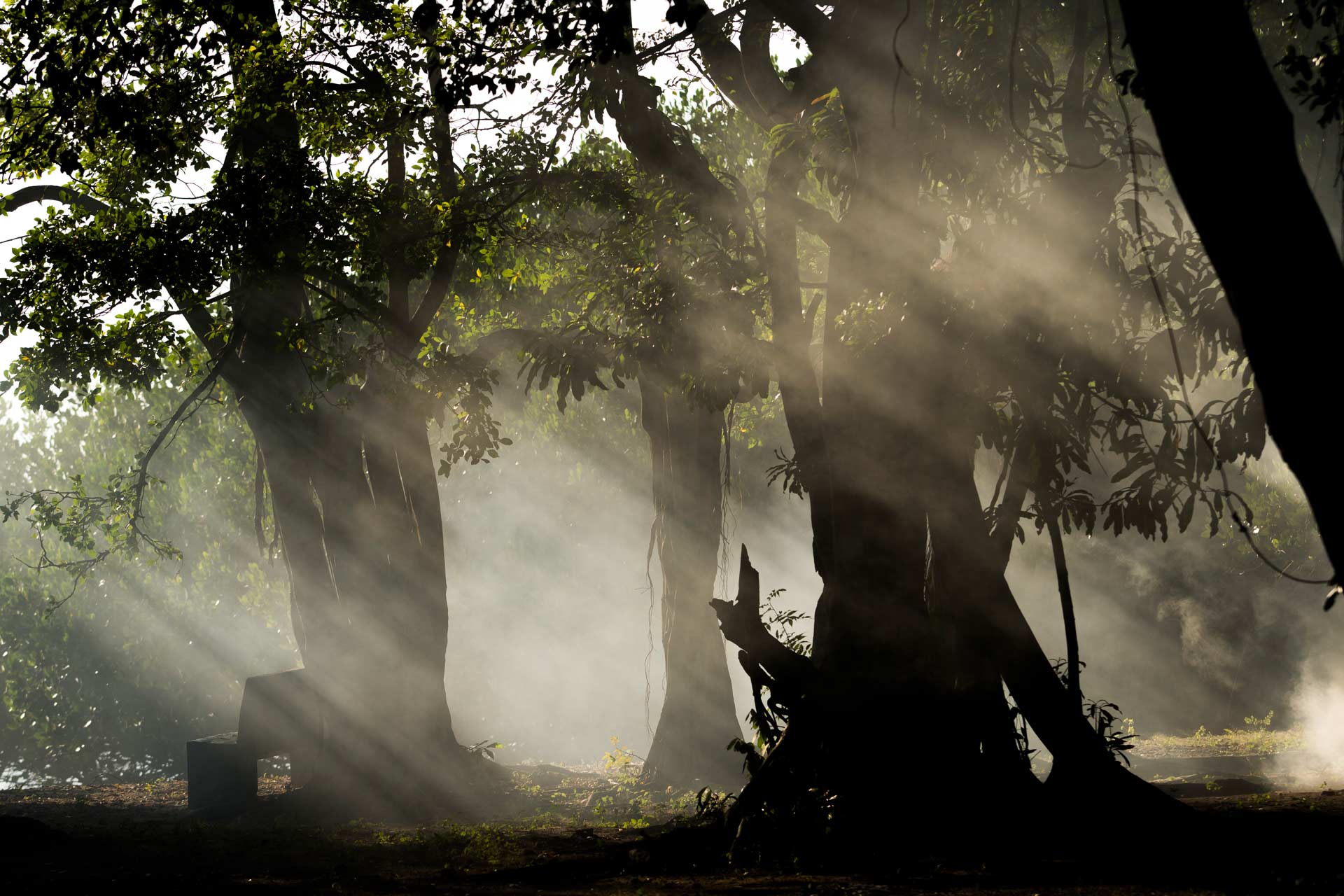 Under the Spell of Baluran