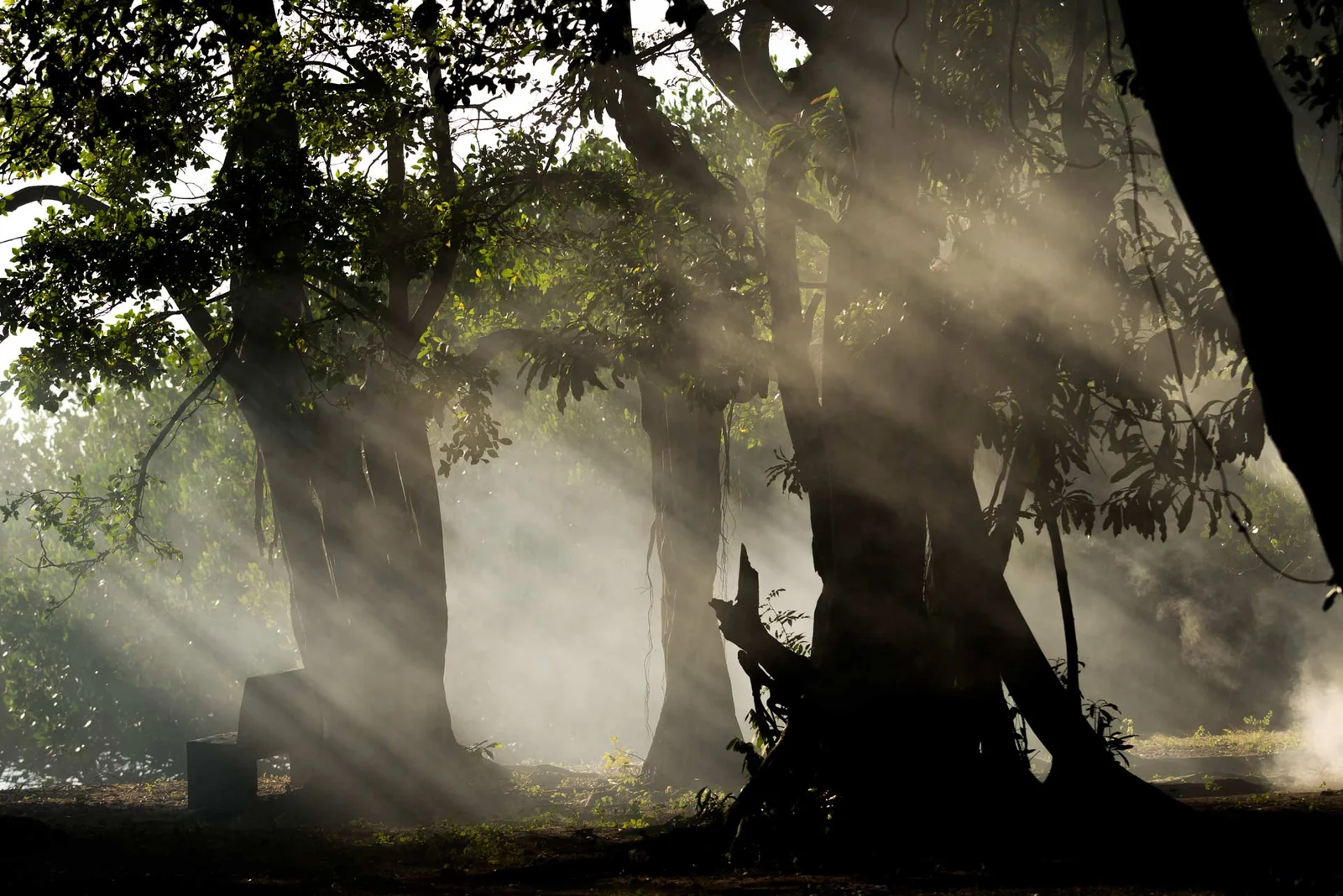 Under the Spell of Baluran