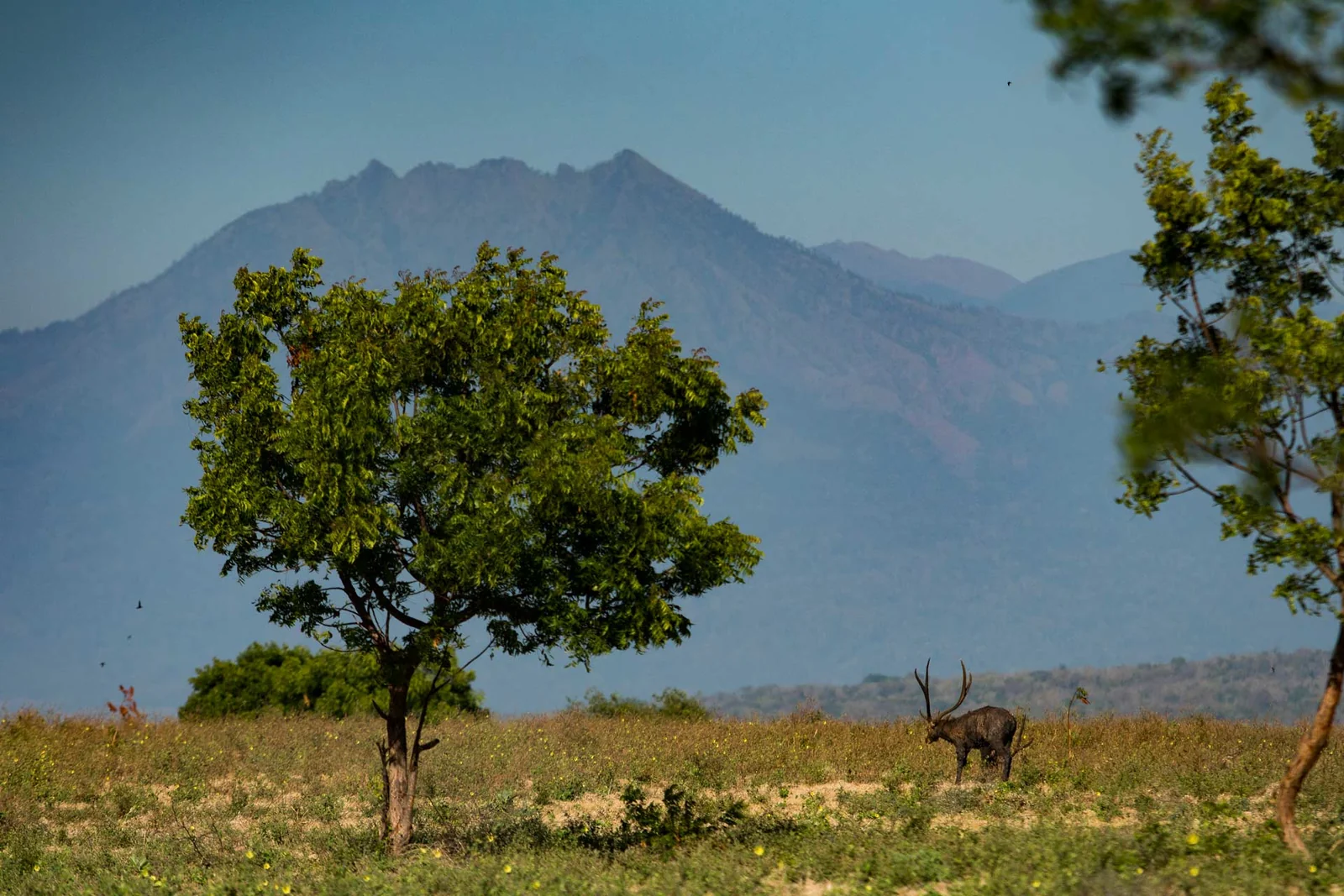 Under the Spell of Baluran